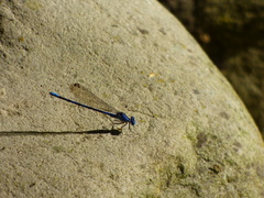 Argia vivida
