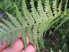 Athyrium