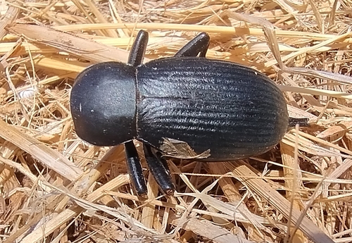 Egyptian Beetle