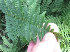 Athyrium