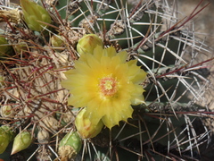 Ferocactus emoryi emoryi