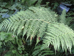 Athyrium