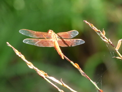 Libellula saturata