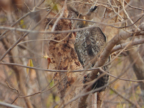 Spot-bellied Eagle-Owl (Ketupa nipalensis), photo 7