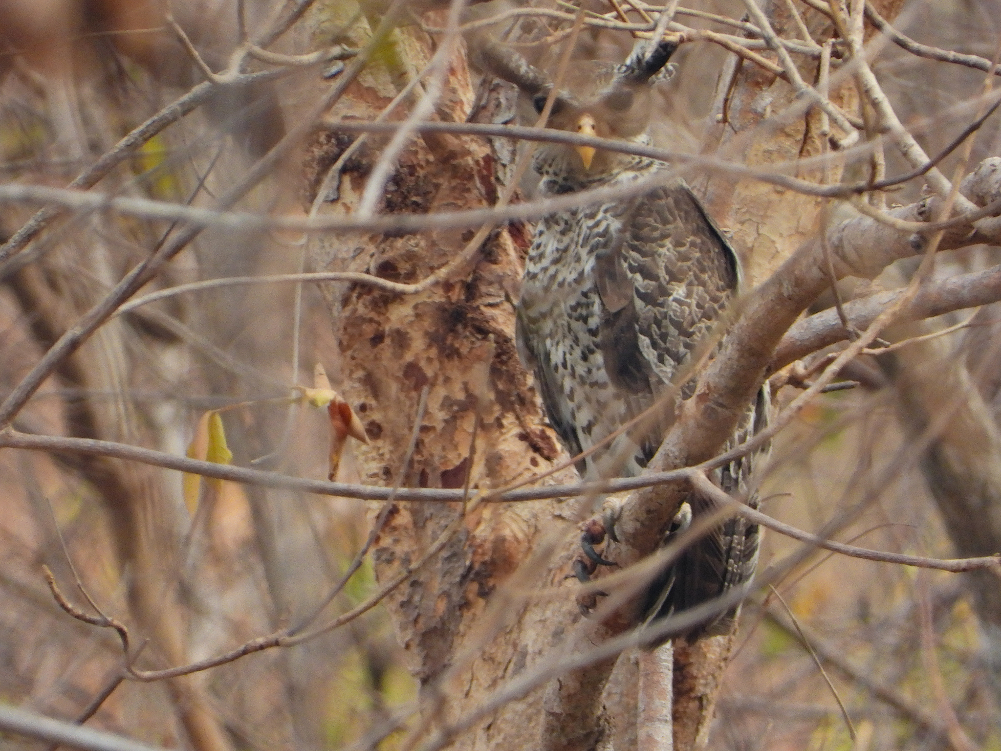 Spot-bellied Eagle-Owl (Ketupa nipalensis), photo 7
