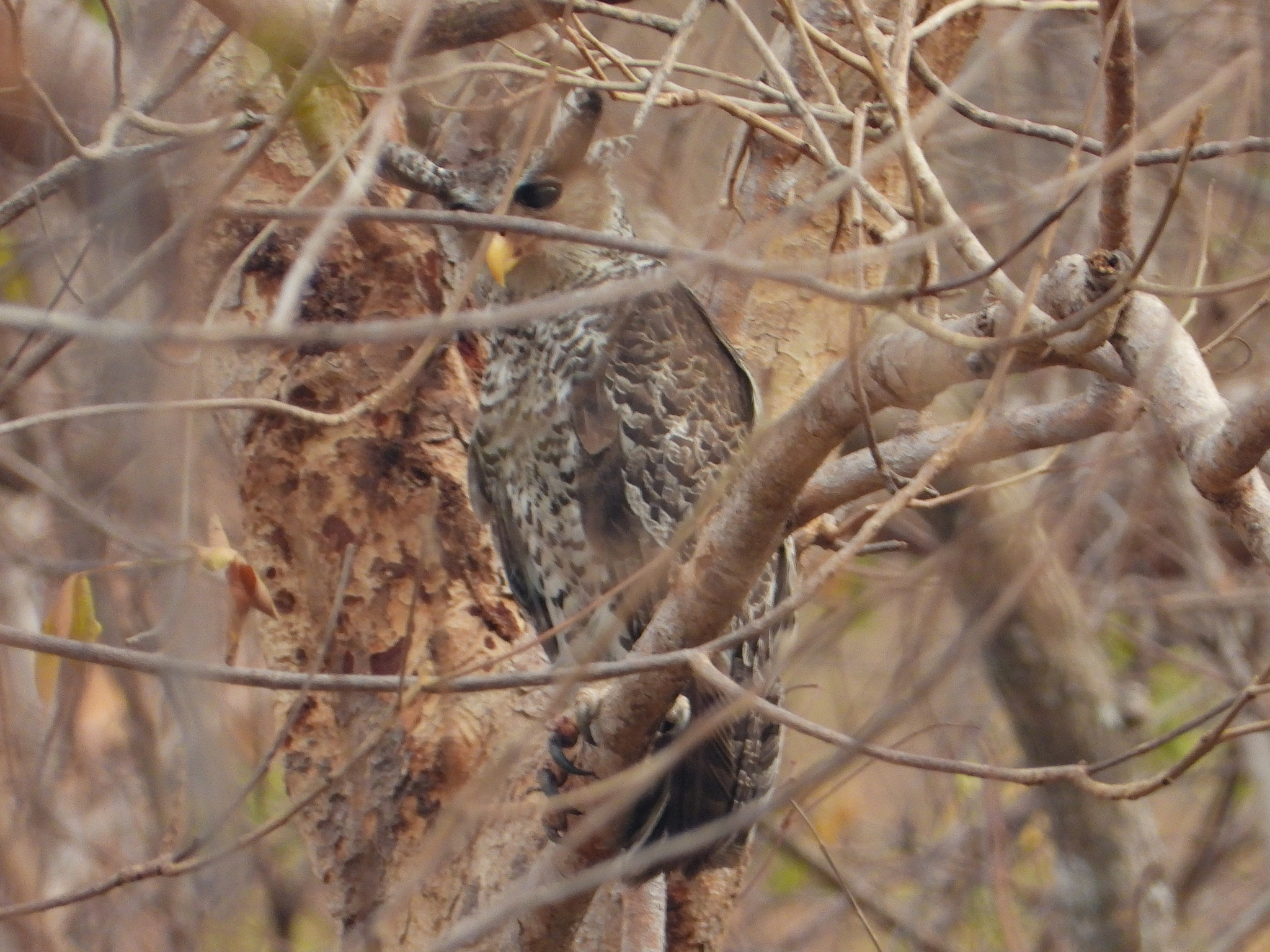 Spot-bellied Eagle-Owl (Ketupa nipalensis), photo 8