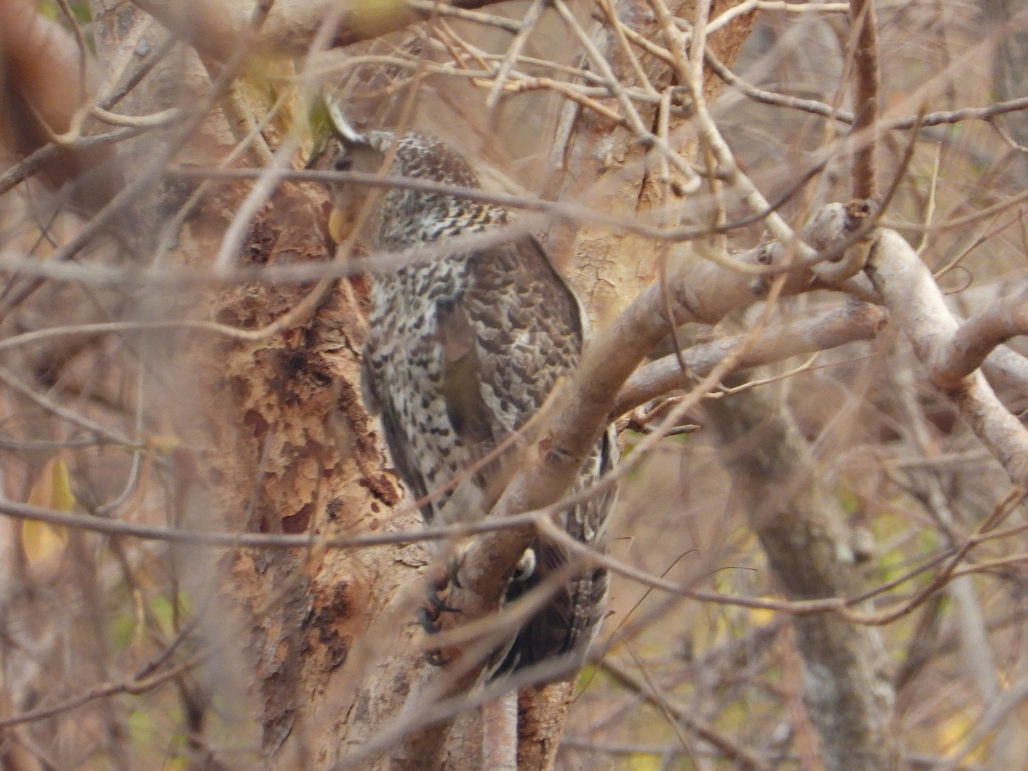 Spot-bellied Eagle-Owl (Ketupa nipalensis), photo 9