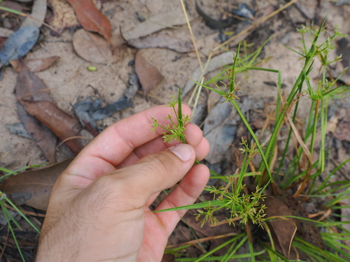 Image of Cyperus haspan by (c) Lucas Christofides, some rights reserved (CC BY)