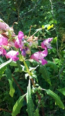 Impatiens glandulifera