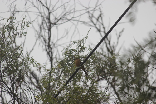 Rufescent Flycatcher (Myiophobus rufescens), photo 10