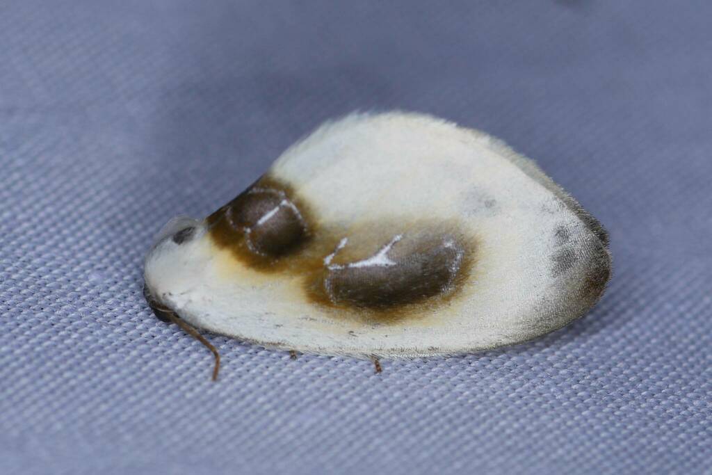 Cilix tatsienluica