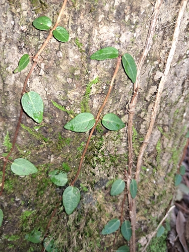 Foto de Cipó-uva
