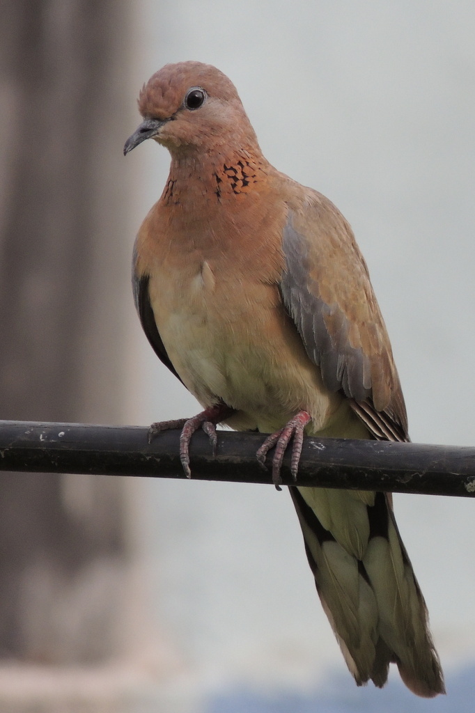 Laughing Dove illustration