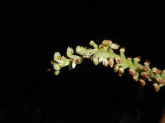 Gomphichis