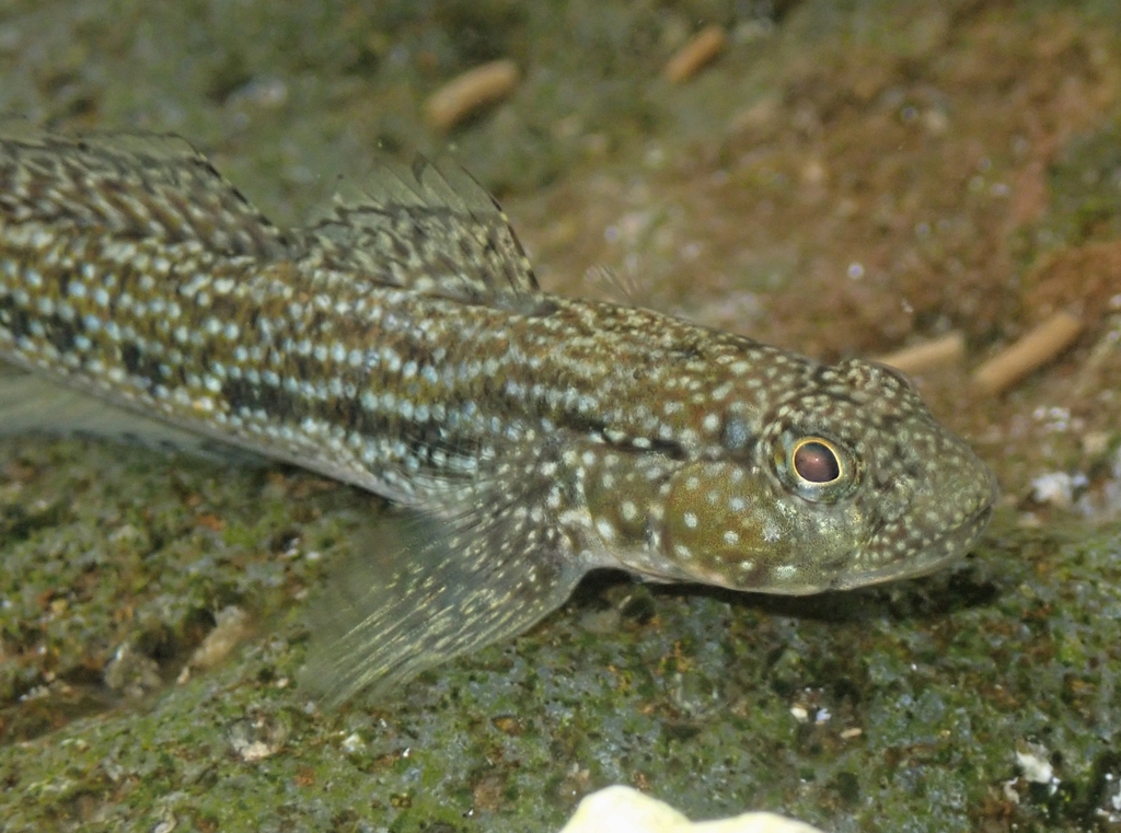 Panamic Frillfin