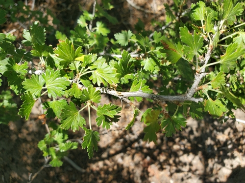 Image of Trumpet gooseberry by (c) Bob Miller, some rights reserved (CC BY)