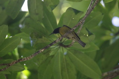 Red-Capped Myzomela photo 2