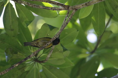 Red-Capped Myzomela photo 1