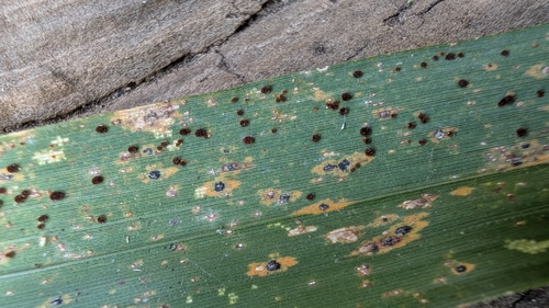 Puccinia kusanoi