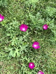 Callirhoe involucrata