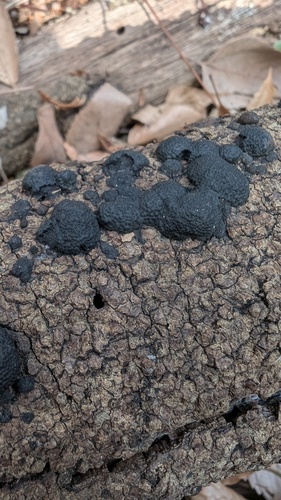 Annulohypoxylon truncatum