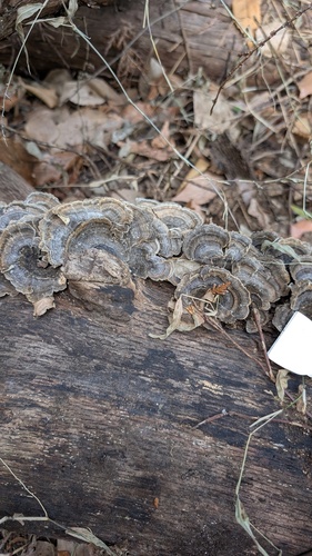 Trametes versicolor