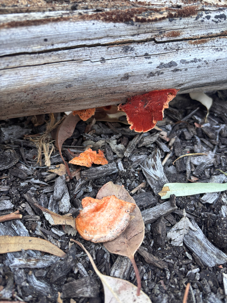 Trametes coccinea · February 2025 · photo: © networkentity (iNaturalist, cc-by)