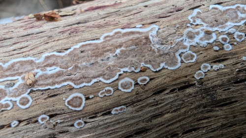 Peniophora albobadia