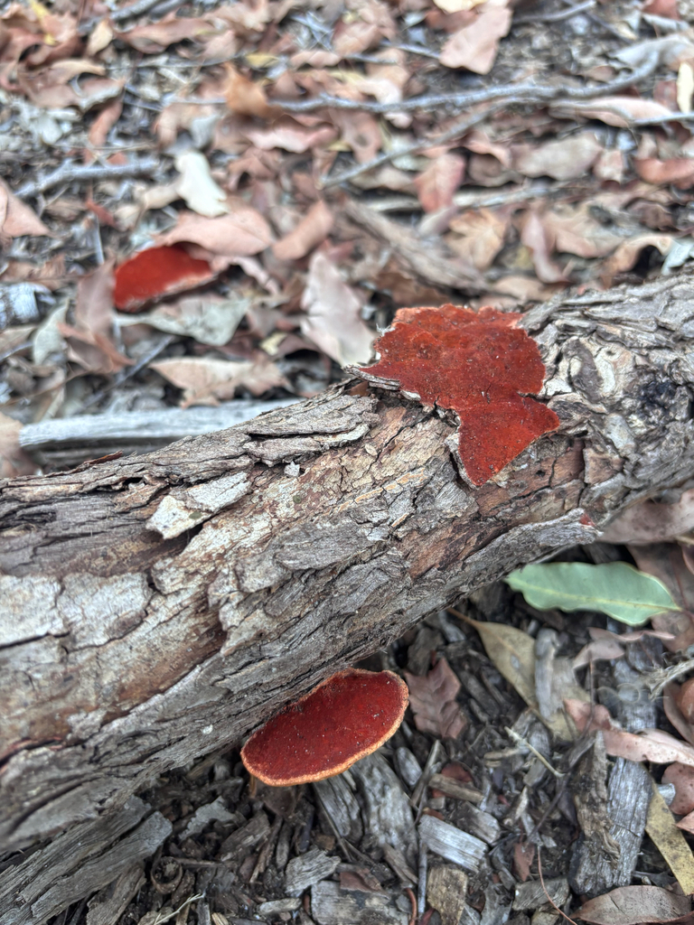 Trametes coccinea · February 2025 · photo: © networkentity (iNaturalist, cc-by)