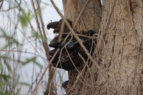 iNaturalist observation photo of Shelf Fungi
