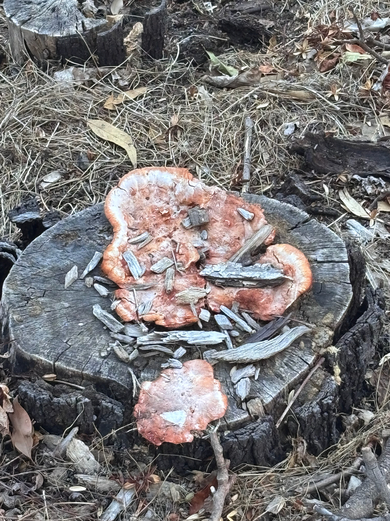 Trametes coccinea · February 2025 · photo: © networkentity (iNaturalist, cc-by)