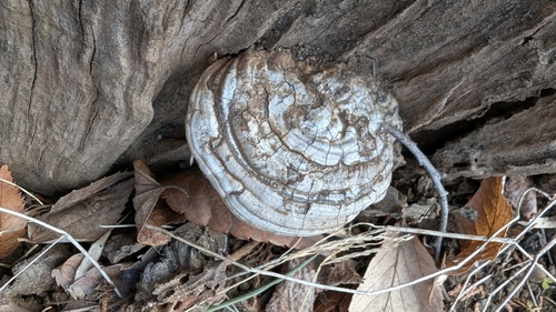 Ganoderma applanatum
