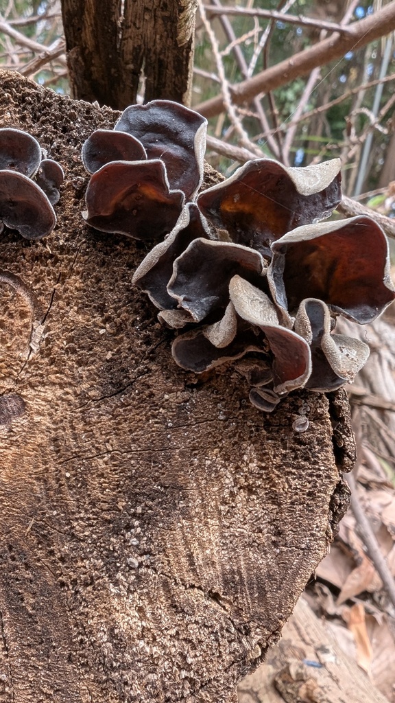 Auricularia polytricha · February 2025 · photo: © atsushi_nakajima_cirque (iNaturalist, cc-by)