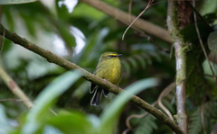 Silvicultrix diadema