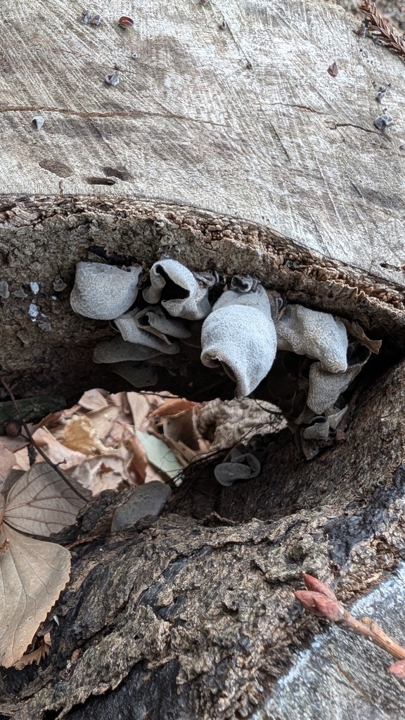 Auricularia polytricha · February 2025 · photo: © atsushi_nakajima_cirque (iNaturalist, cc-by)