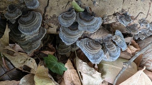 Trametes versicolor