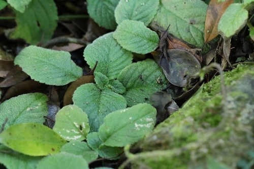 Image of Didymostigma obtusum by no rights reserved