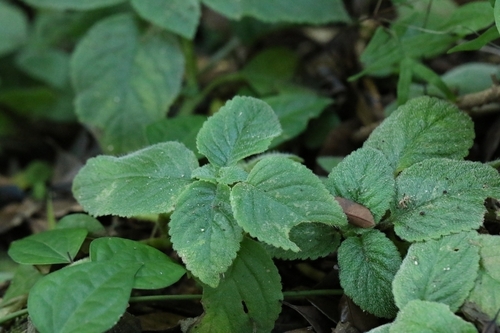 Image of Didymostigma obtusum by no rights reserved