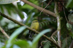 Silvicultrix diadema