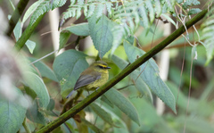 Silvicultrix diadema