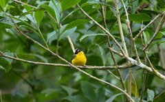 Myioborus flavivertex