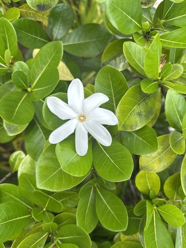 Foto de Tiaré