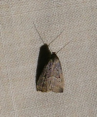 Hypenodes fractilinea