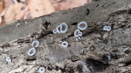 Schizophyllum commune