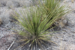 Dasylirion leiophyllum