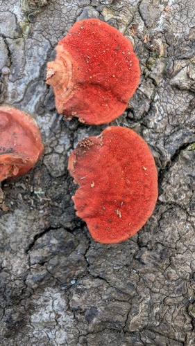 Trametes coccinea