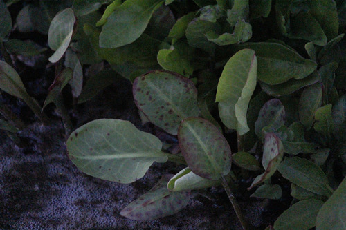 iNaturalist observation photo of Yerba Mansa