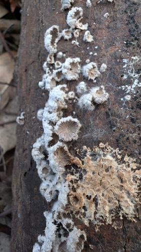 Schizophyllum commune