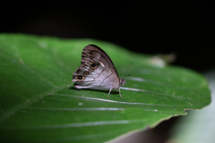 Euptychoides laccine