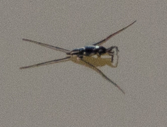 Trepobates pictus